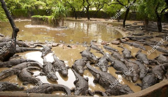 Madras crocodile park in chennai ECR