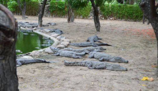 Madras Crocodile Park - ECR Chennai